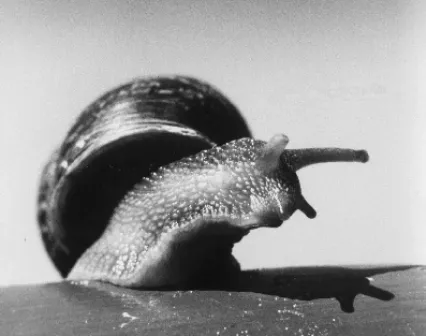Film Main Image 868