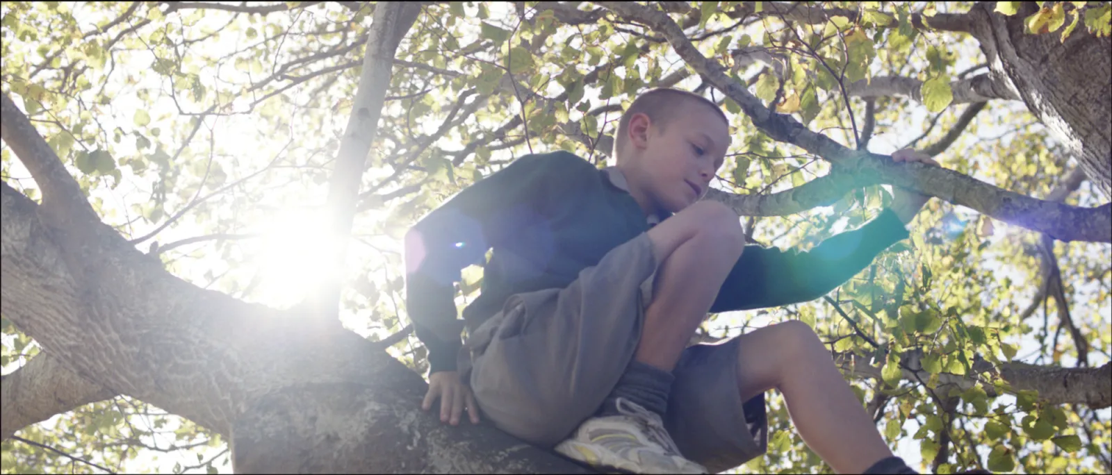 Weight of Elephants Hero