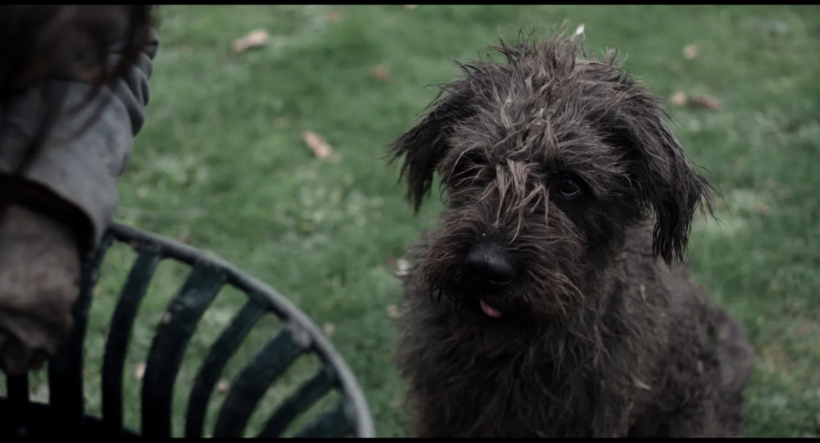 3 WHISKER Film Frame Hungry Dog