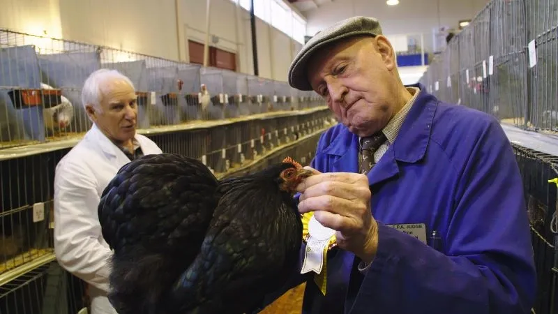 Pecking Order 00 08 38 11 Still007 28800x45029