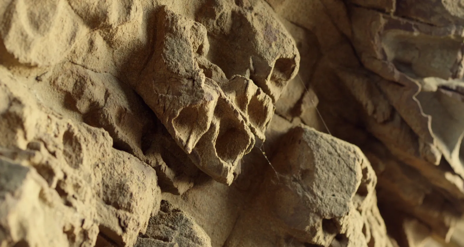 Unnatural20 History20 20 Desert20 Landscape