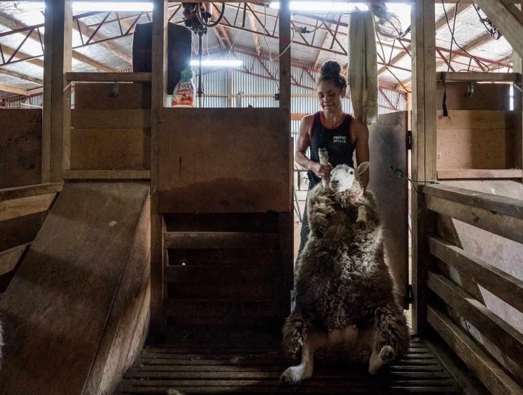 She20 Shears20281024x77329