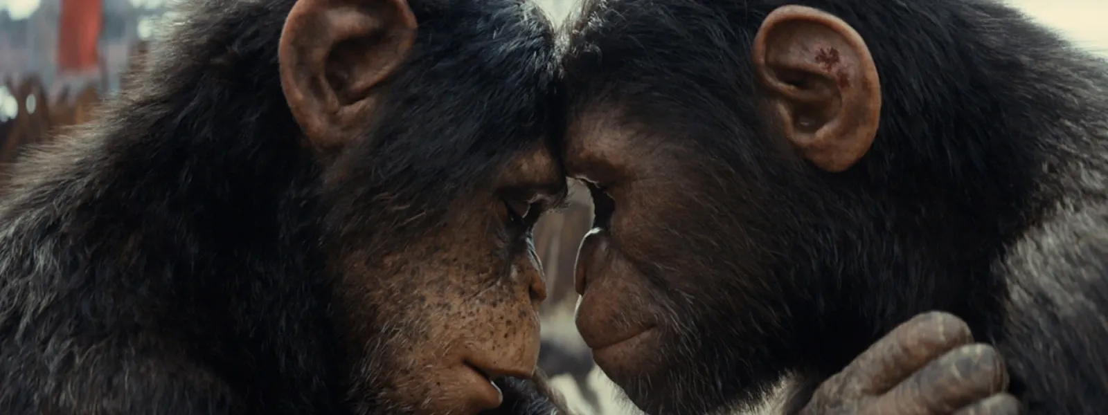 Kingdom of the Planet of the Apes 1