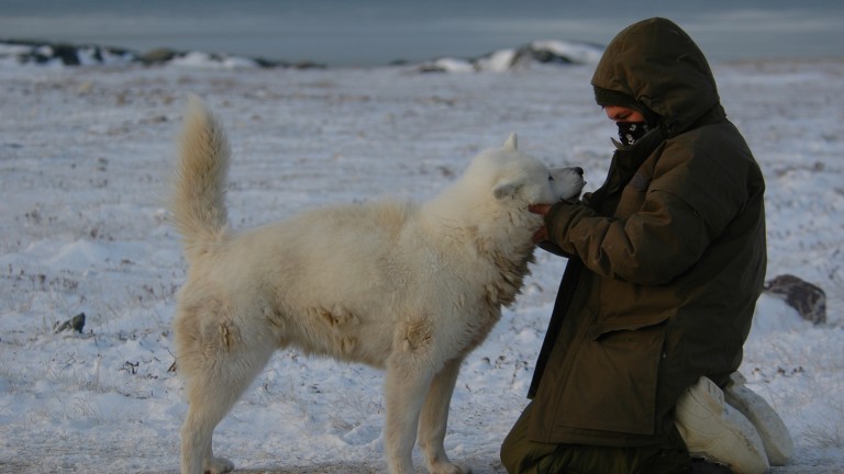 The dogs of winter 2025