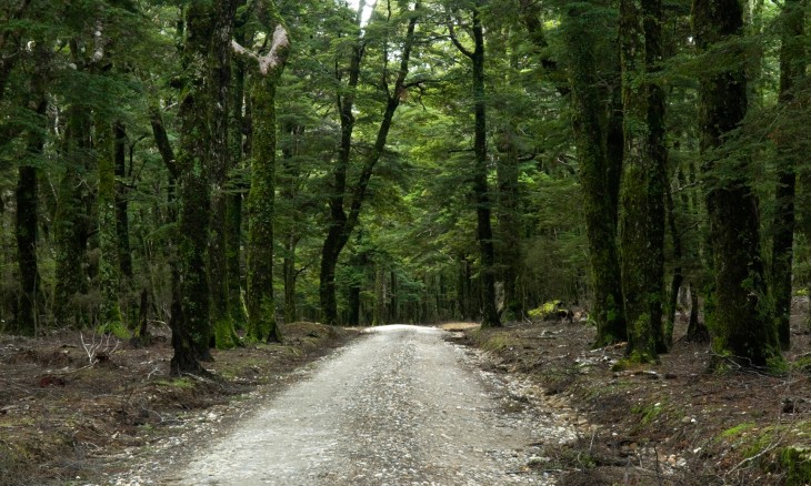 Canaan Downs, Abel Tasman National Park