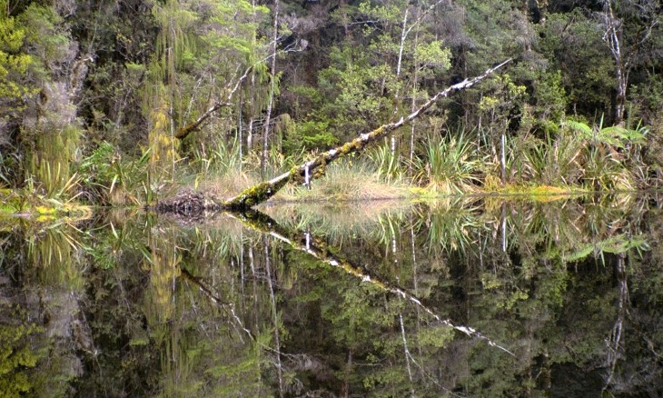 Lake near Karamea, West Coast, South Island