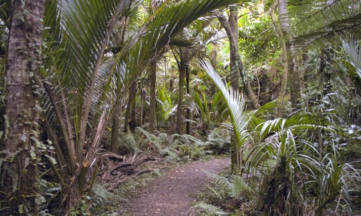 Nikau Grove near Karamea, West Coast, South Island