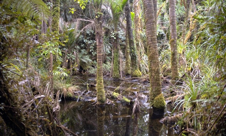Swamp near Karamea, West Coast, South Island