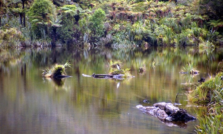 Swamp near Karamea, West Coast, South Island