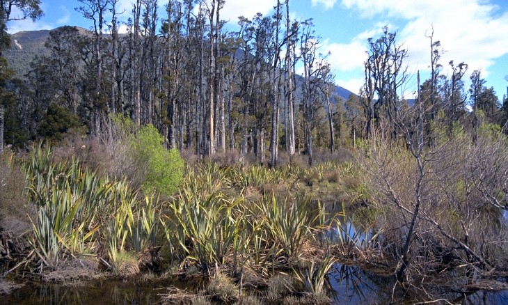 Lake Kaniere, Hokitika, West Coast, South Island