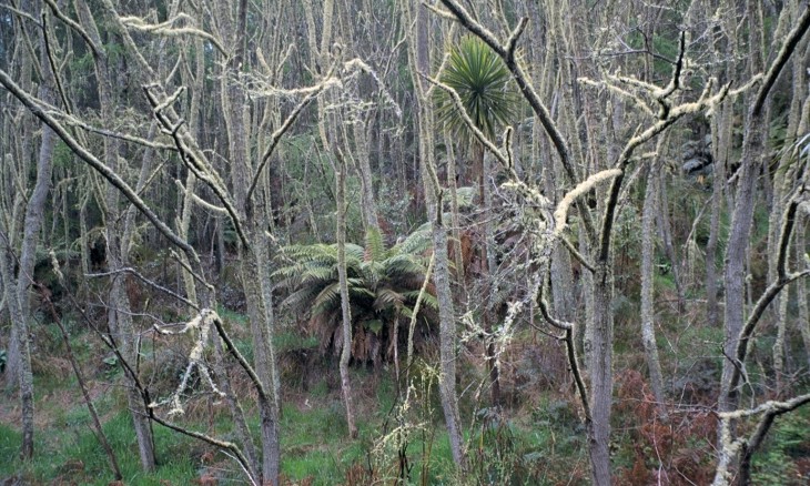 Pureora Forest Park, Manawatu-Wanganui, North Island