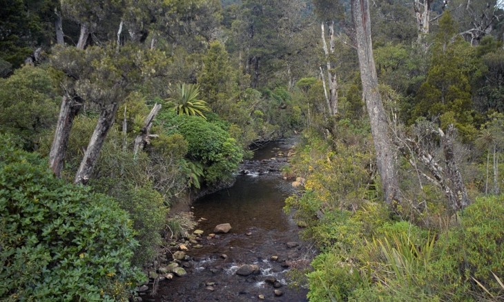 Bush, Nelson, South Island