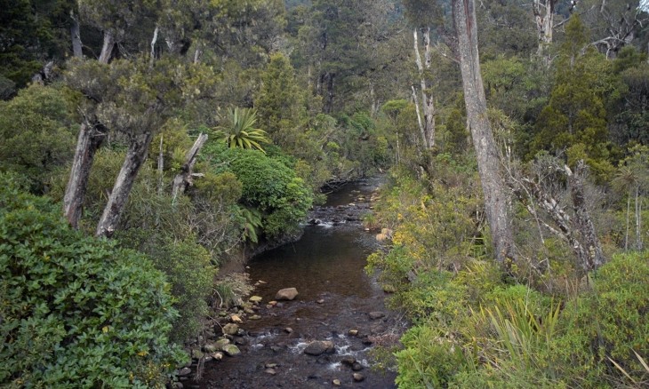 Bush, Nelson, South Island