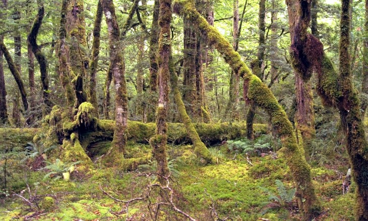 Forest near Te Anau, Southland, South Island