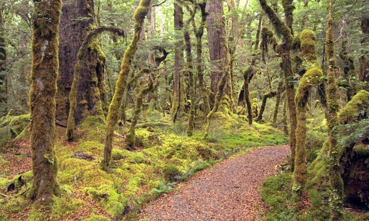 Forest near Te Anau, Southland, South Island