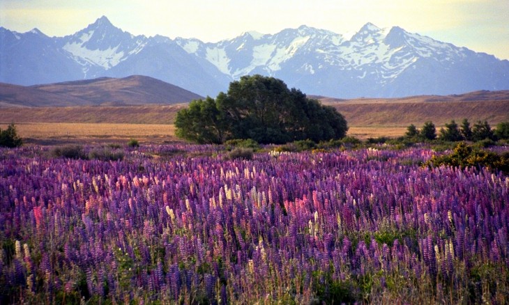 Tekapo, Canterbury, South Island