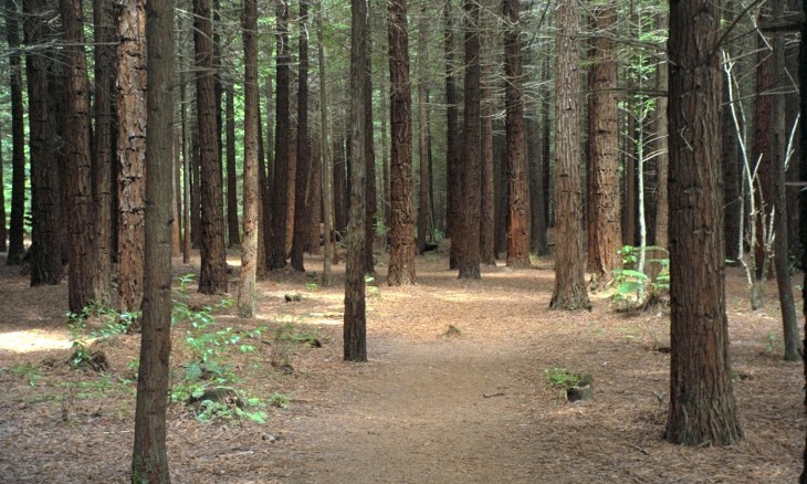 Redwood Forest, Rotorua, North Island