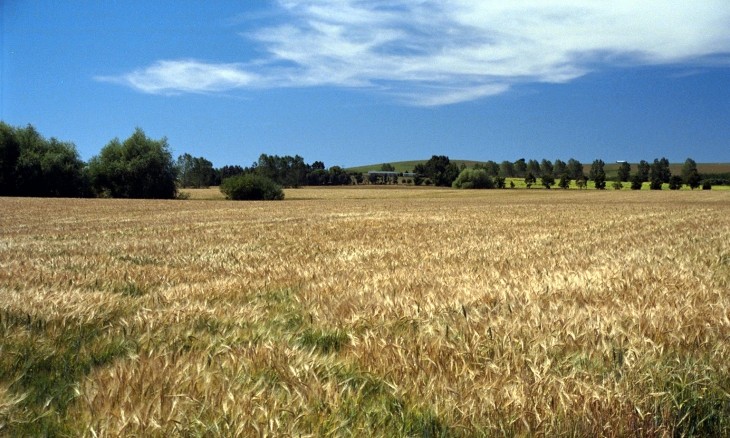 Farm near Balclutha, Otago, South Island