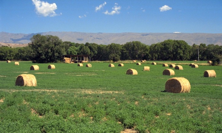 Farm near Alexandra, Otago, South Island