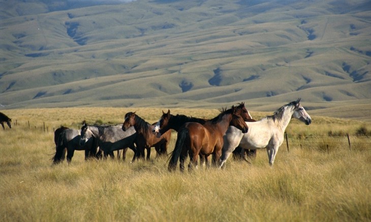 Horses near Roxburgh, Otago, South Island