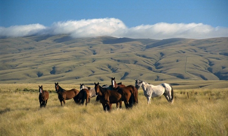 Horses near Roxburgh, Otago, South Island