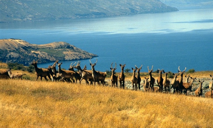 Deer Park Heights, Queenstown, South Island