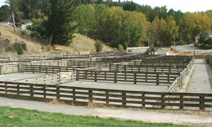 Taihape saleyards, Taihape, North Island