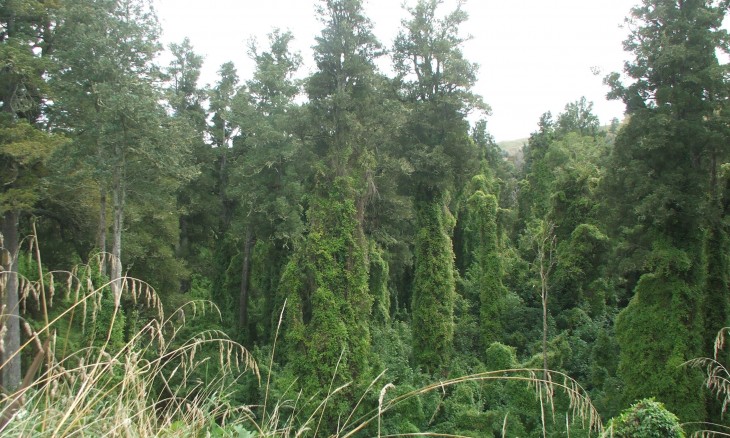 Taihape bush, Taihape, North Island