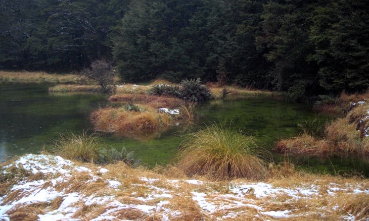 Swamp near Milford Sound, Southland, South Island