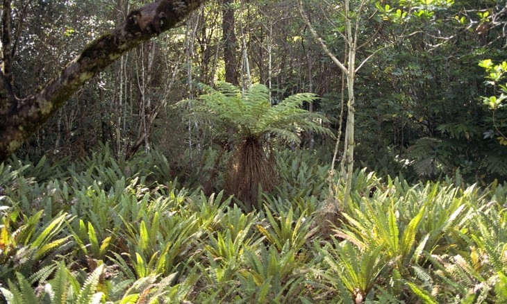 Bush near Nelson, South Island