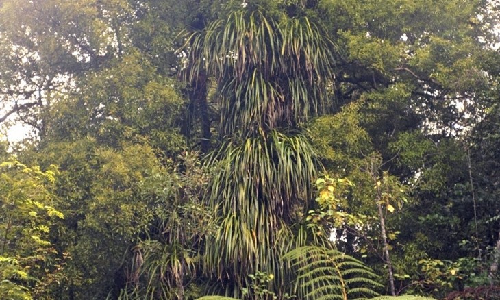 Waipoua Forest, Northland, North Island