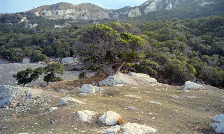 Landscape near Cheviot, Canterbury, South Island