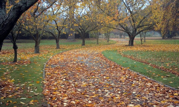 Ashburton Recreation Reserve, Canterbury, South Island