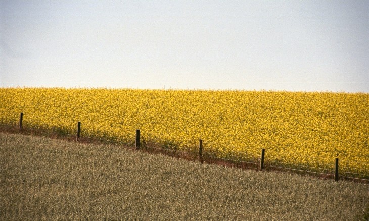 Crops near Oamaru, Otago, South Island