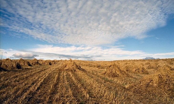 Crops near Balclutha, Otago, South Island