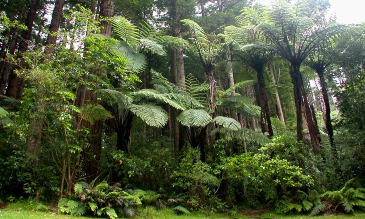 Forest, Taranaki, North Island