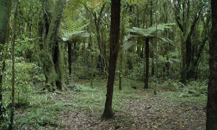 Bush, Manawatu-Wanganui district, North Island