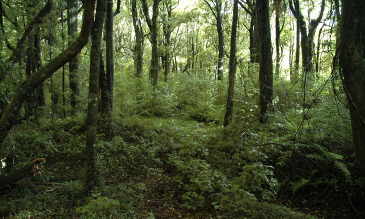 Bush, Manawatu-Wanganui, North Island