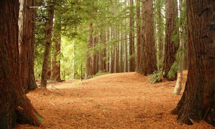 Redwood Forest, Rotorua, North Island