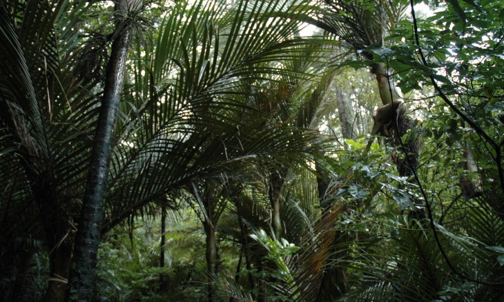 Bush near Titrangi, Auckland, North Island