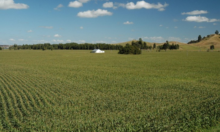 Corn crop, Auckland, North Island