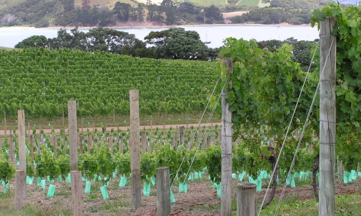 Waiheke Island, Auckland, North Island