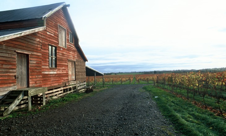 Vineyard, Hawke's Bay , North Island