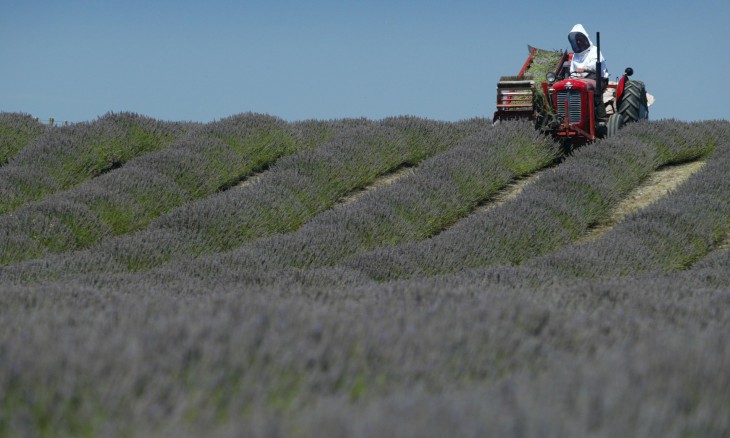 Lavender farm, Hawke's Bay, North Island