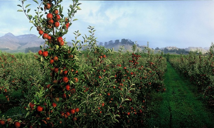 Orchard, Havelock North, North Island