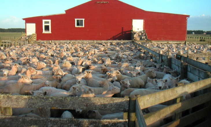 Red Woolshed Farm, Manawatu-Wanganui, North Island