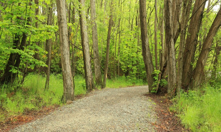 Walking track near Arrowtown, Otago, South Island