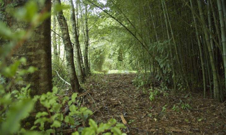 Bamboo Planation, Auckland, North Island