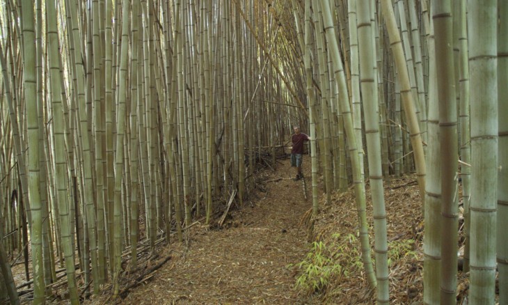 Bamboo Planation, Auckland, North Island