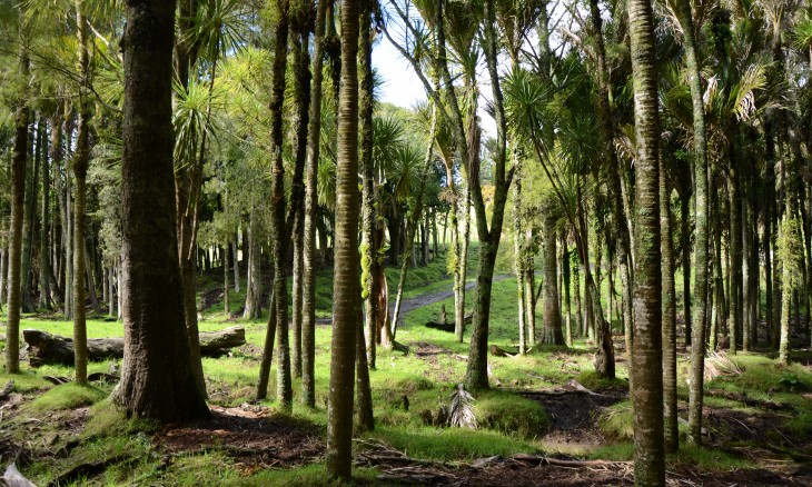 Wheelers farm, Bethells Beach, Auckland, North Island